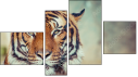 Fortych