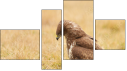 Fortych