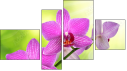 Fortych