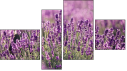 Fortych