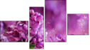 Fortych