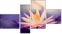 Fortych