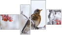 Fortych