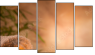Pentaptych